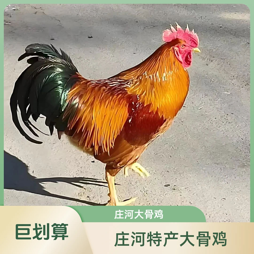庄河自家散养跑山大骨鸡