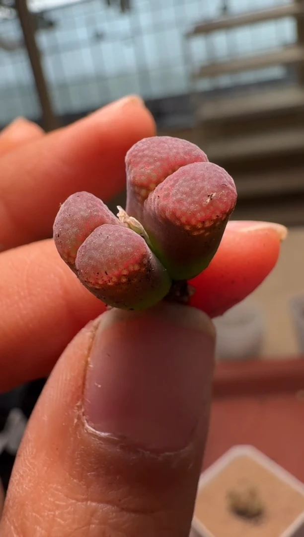 美丽的肉石头26-251