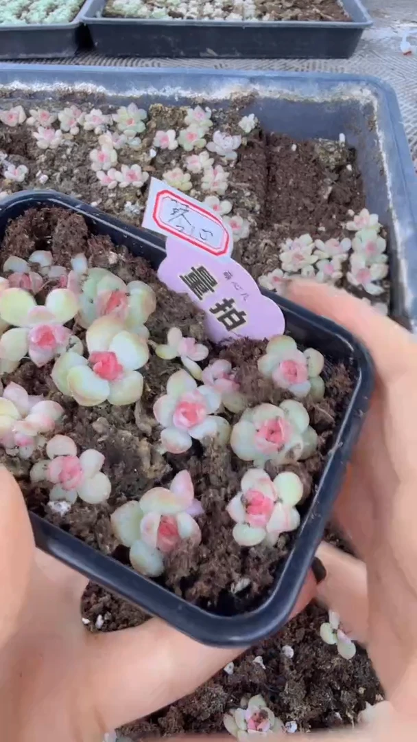 琴心切糕 量拍多肉植物