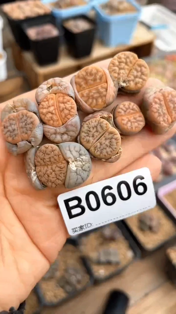【闪购商品】0606直播一物一拍