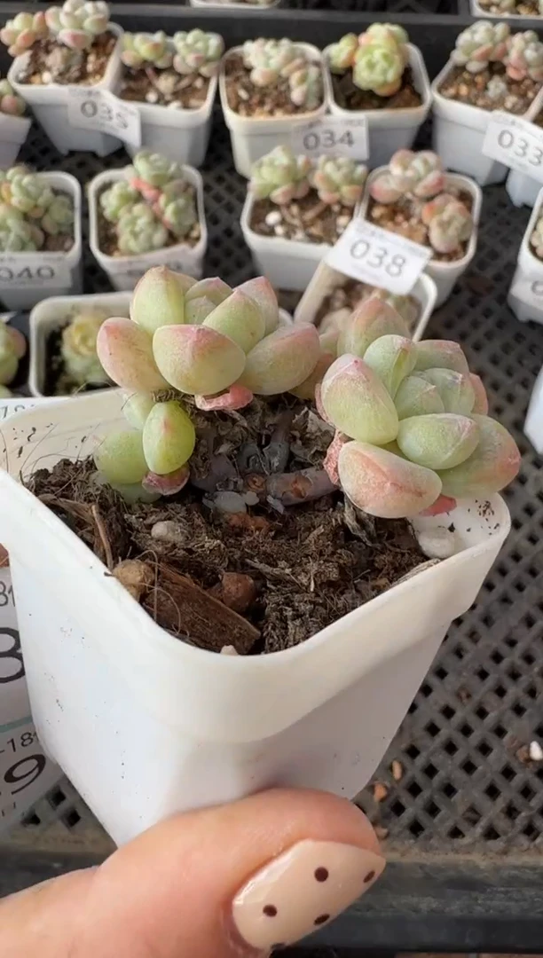 46号江北多肉-到手一棵