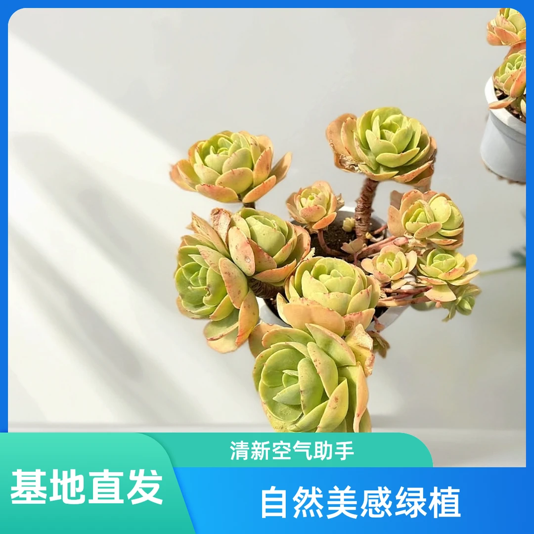 挚爱  大碧桃【不带盆土】 多肉植物  以直播间为准