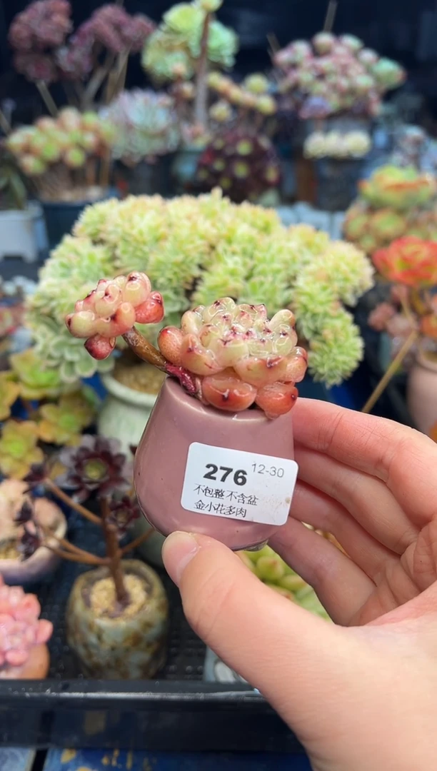 【闪购商品】276不带盆