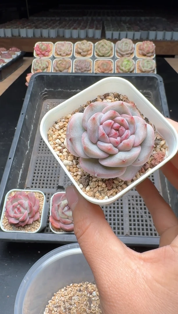 【闪购商品】934号一物一拍珍妮多肉花卉植物3颗起发