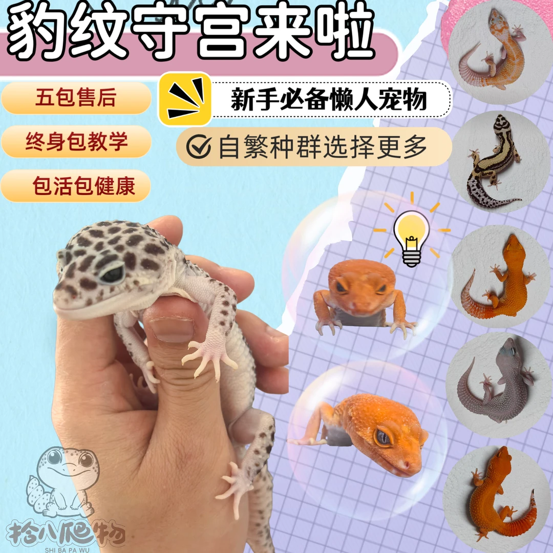 豹纹守宫蜥蜴活物新手入门懒人宠物可爱爬虫易养异宠小型温顺幼体