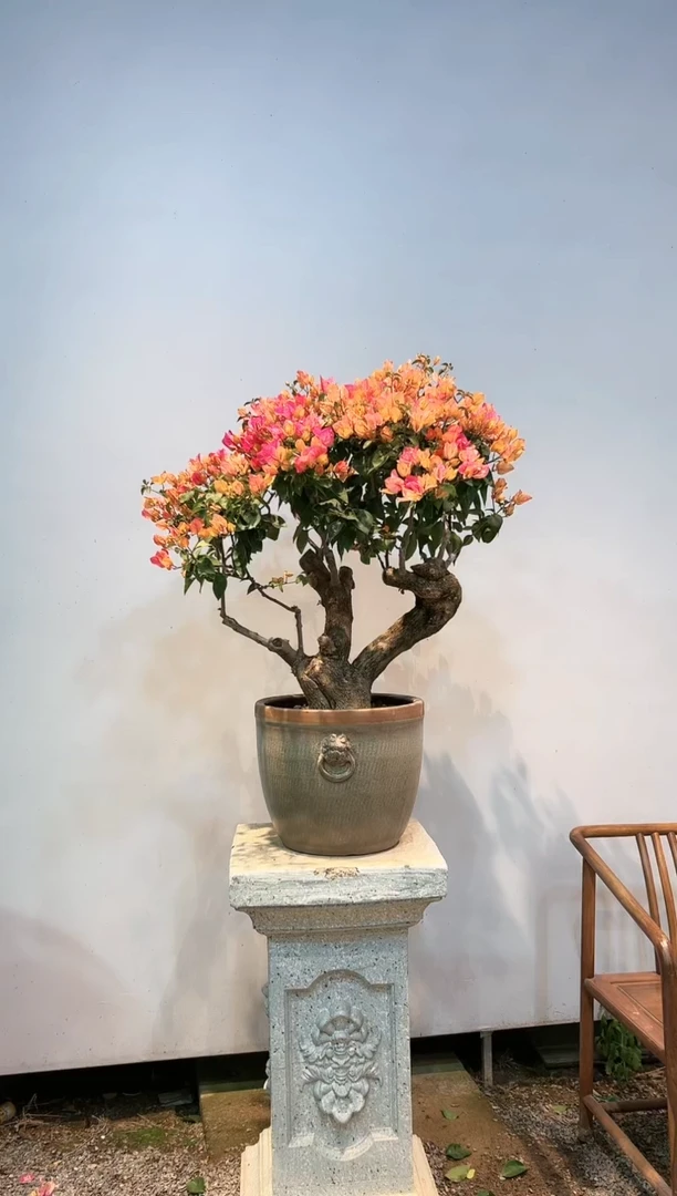 【闪购商品】aa930