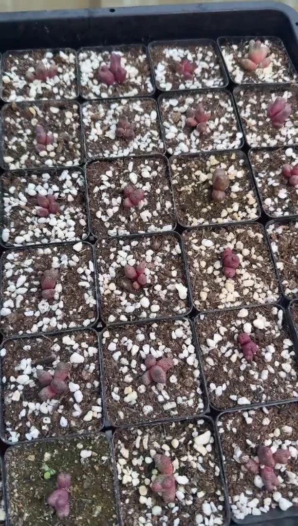 107多肉植物肉锥粉猫耳斑马一颗