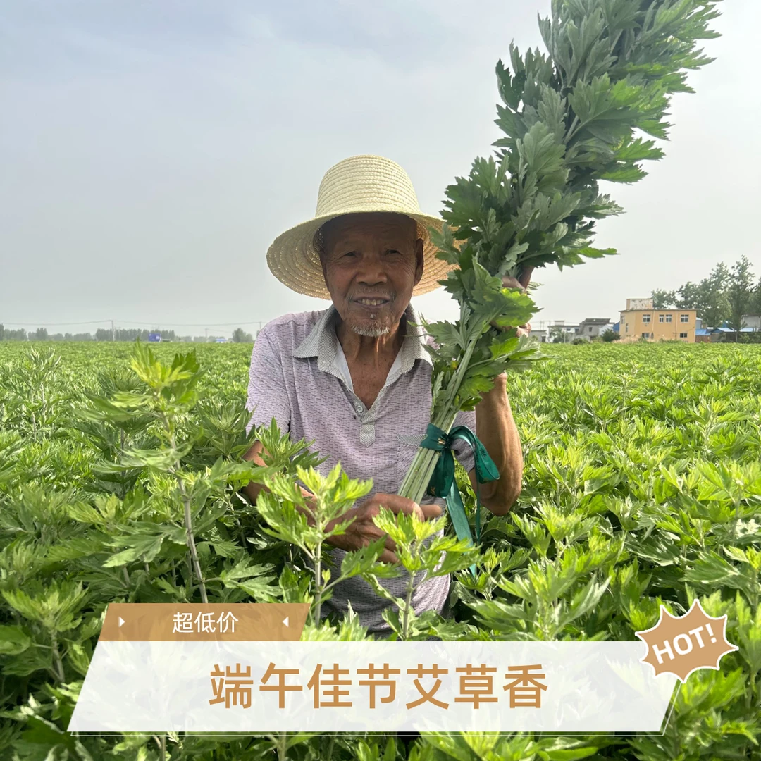 端午节新鲜带杆艾草整颗现割发货