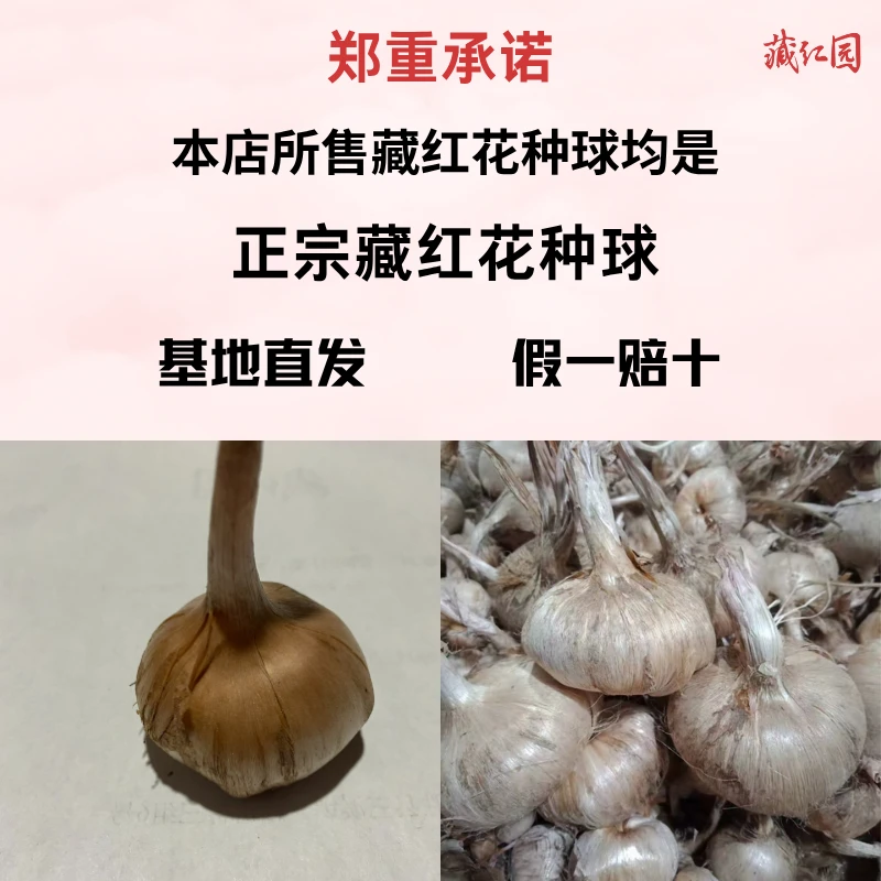 藏红园正宗藏红花种子 种球 基地直发 新种上市 南方北方种植观赏