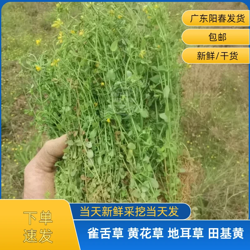 广东阳春新鲜采挖田基黄 和花气煲水煲汤材料