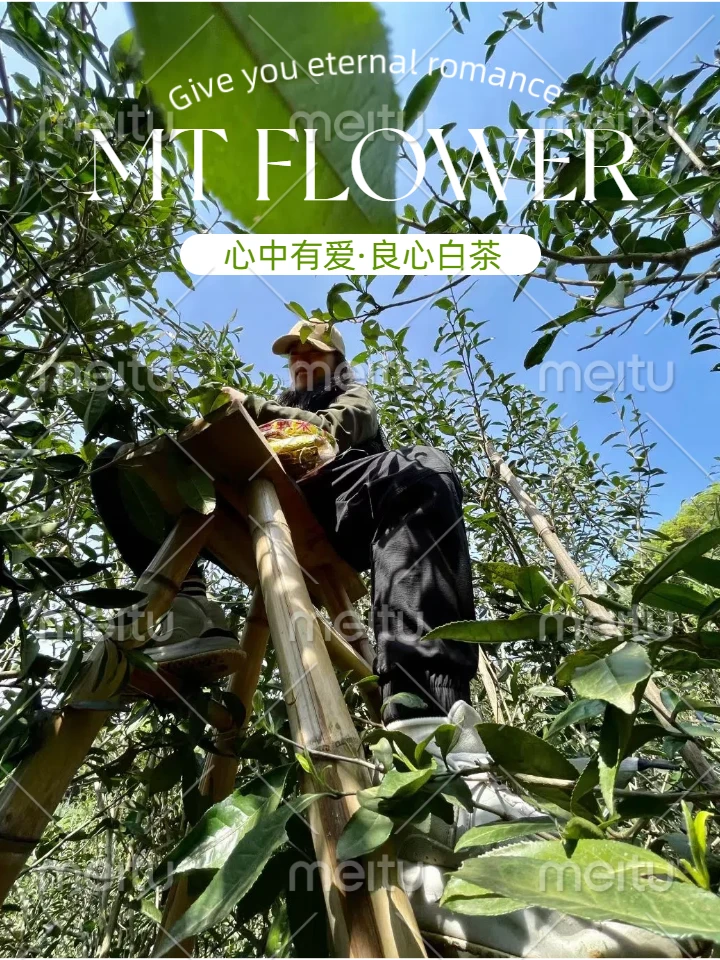 《荀孟》开业庆典铁粉惊喜礼福利福鼎白茶名师非遗日晒