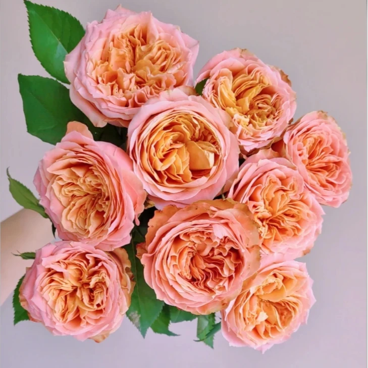 【探花甄选】方可桃（带包装醒花） 任意两单升级顺丰冷链