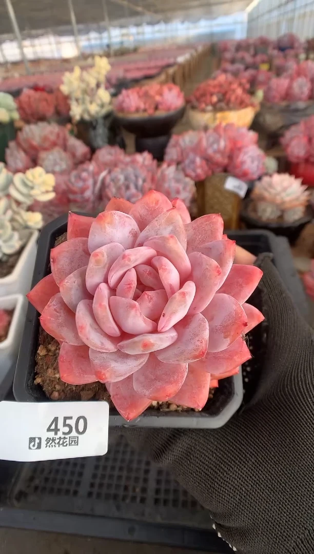 450玫瑰梦露多肉植物一物一拍