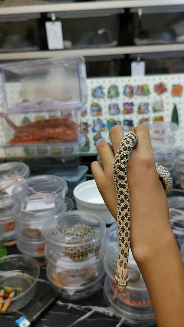 豹纹守宫苗*成体猪鼻宝宝