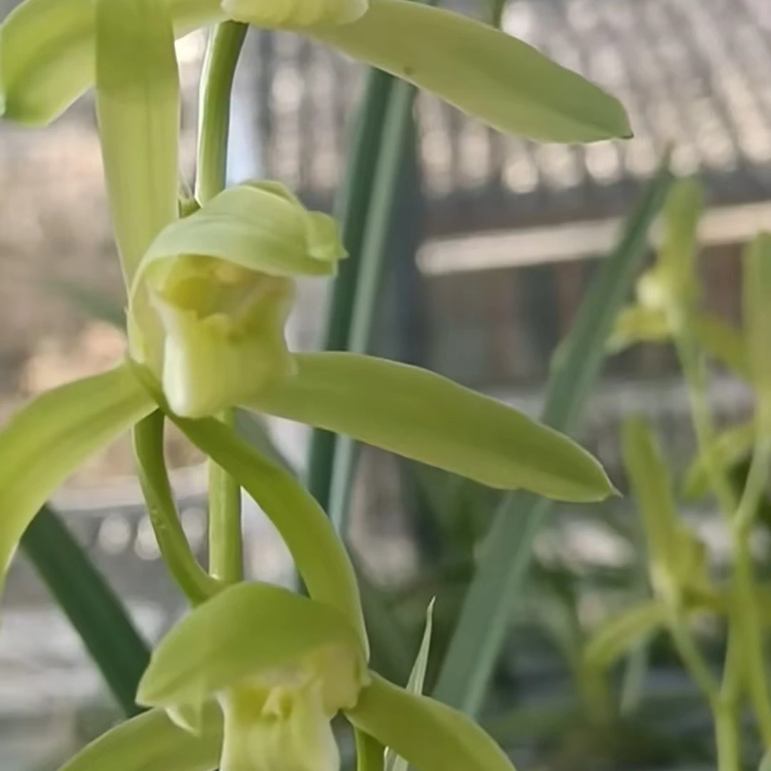 直播间国兰秋芝1