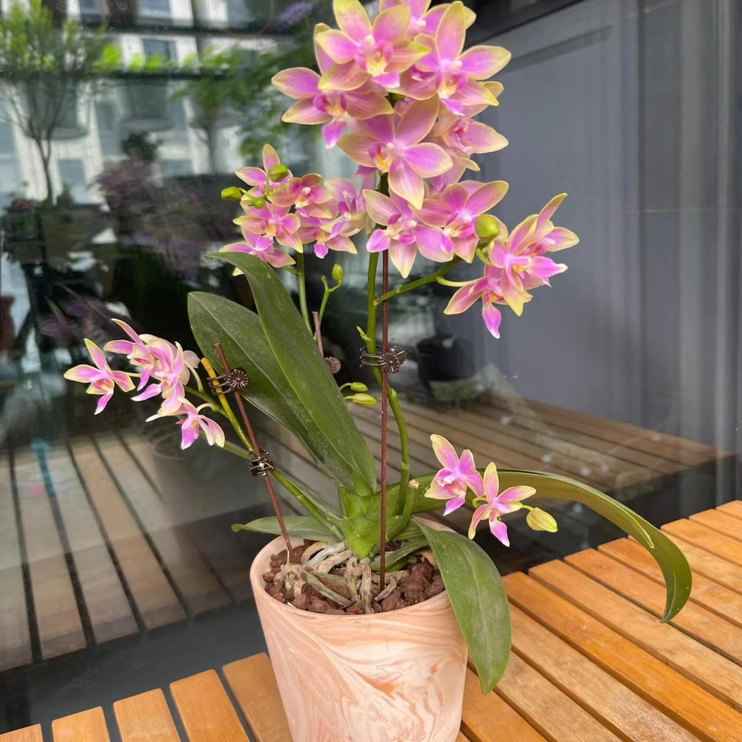 【金树一代】蝴蝶兰基地直发四季鲜花乔迁送礼组盆好养