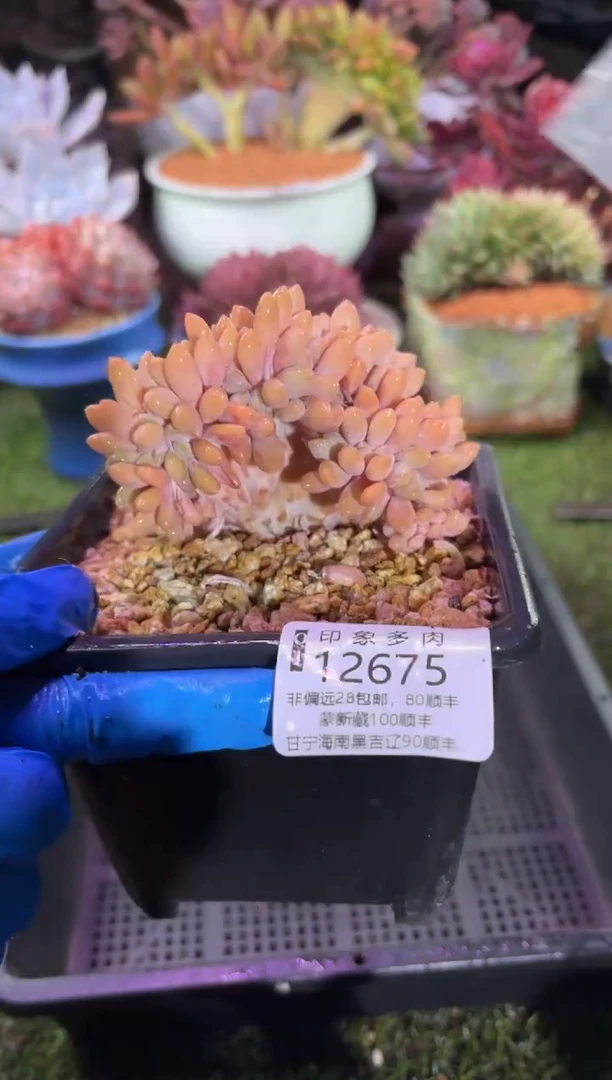 【闪购商品】12675