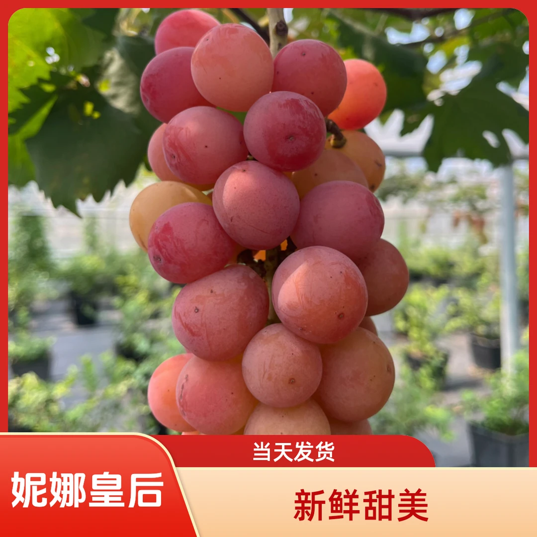 正宗妮娜皇后粉黄新鲜葡萄提子纯甜无酸产地直发【顺丰包邮】
