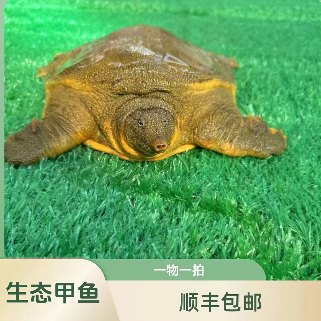 今日福利   湖南外塘生态放养黄油甲鱼  活体发货 顺丰包邮