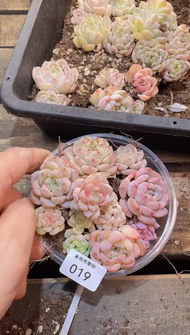 【闪购商品】019冰淇淋量拍1盒