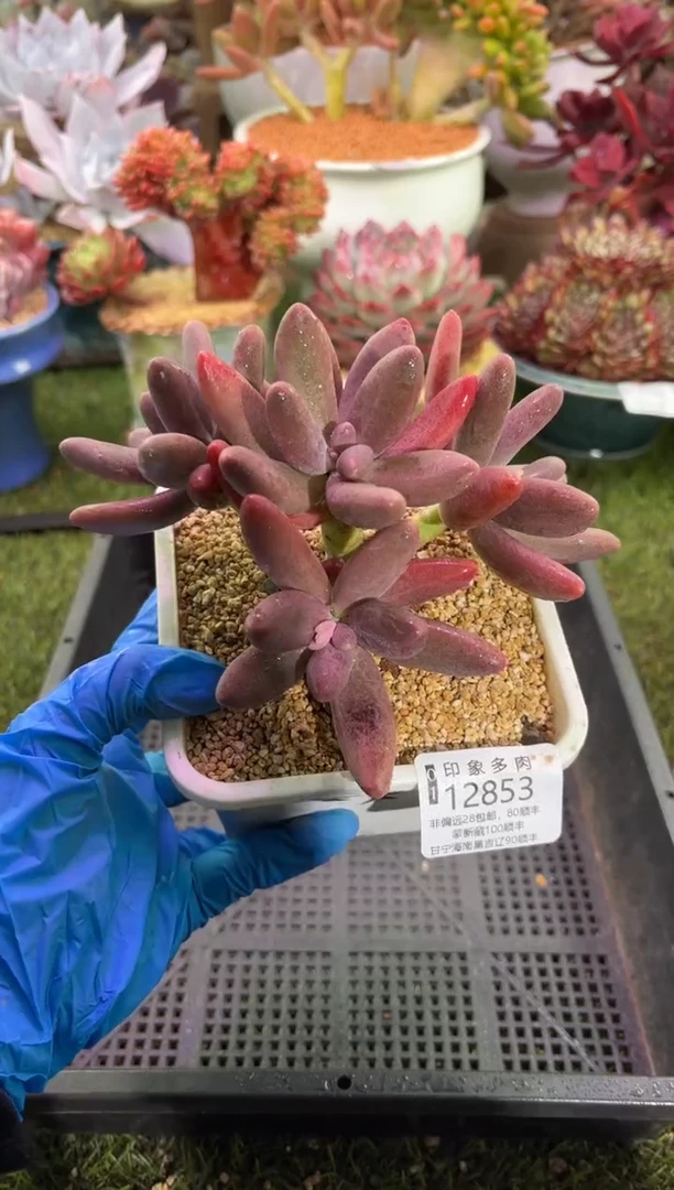 【闪购商品】12853