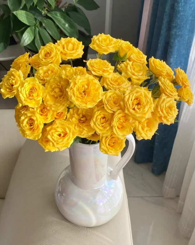 【植此花家】梦幻芭比多头玫瑰  云南鲜花基地直发