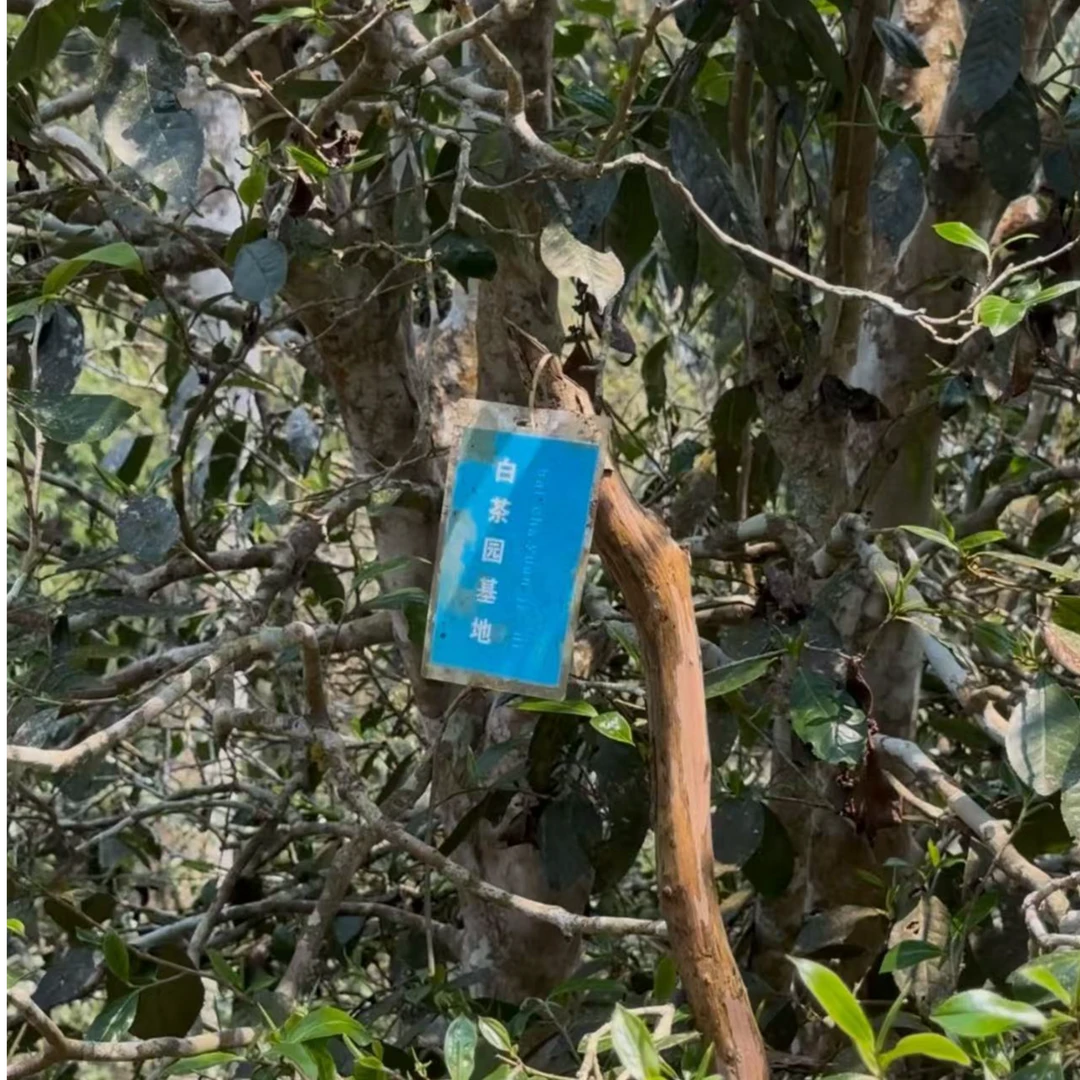2025年白茶园古树蝴蝶谷核心区头春散茶普洱生茶