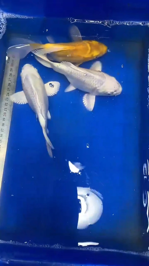 蝴蝶鲤鱼蝴蝶鲤直播选鱼专用链接 凭开箱视频售后