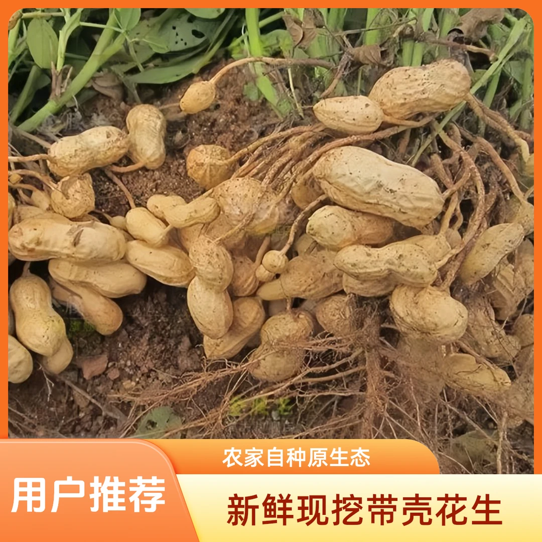 2025年河南现挖带壳粉皮湿花生新鲜农家种植水煮香甜生吃清脆