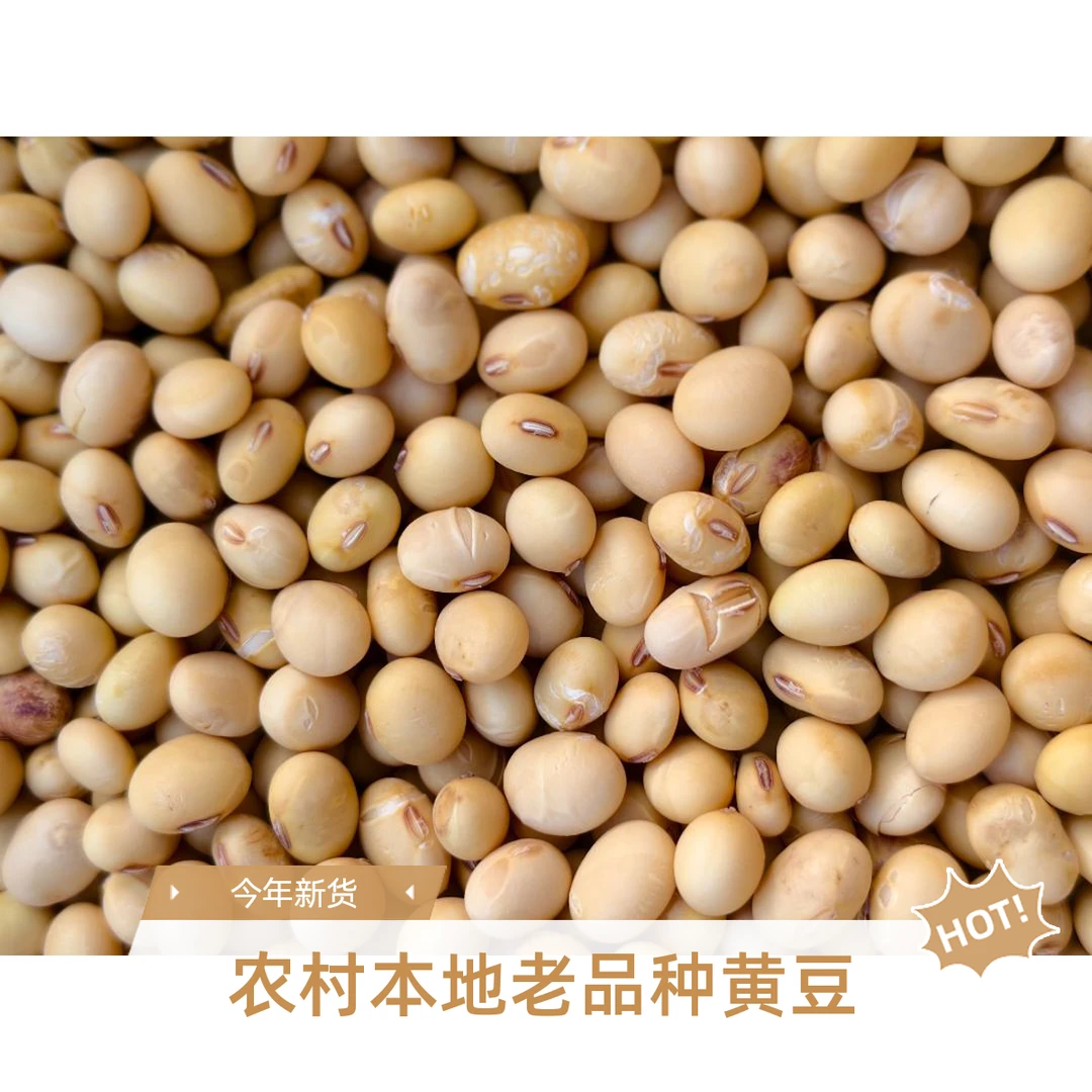 2025年精选优质新黄豆湖南本地老品种颗粒饱满打豆浆打豆腐专用
