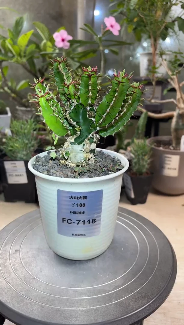 火山大戟FC-7118