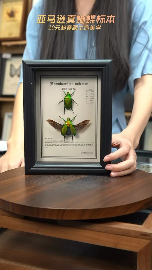 绿萝花金龟未展翅+展翅中文科普版