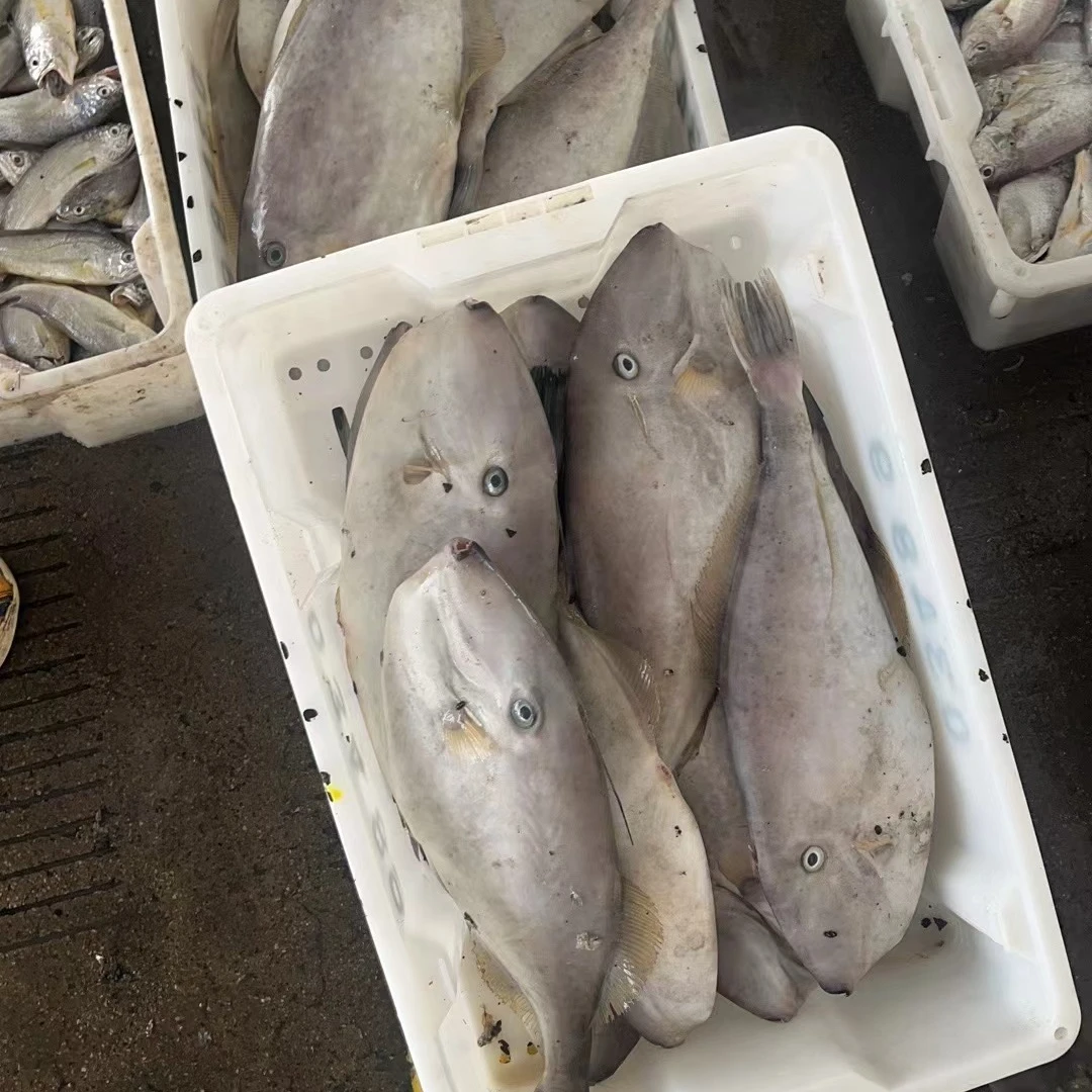 【莫小弟新鲜扒皮鱼改价】宁波石浦海鲜东海海捕扒皮鱼