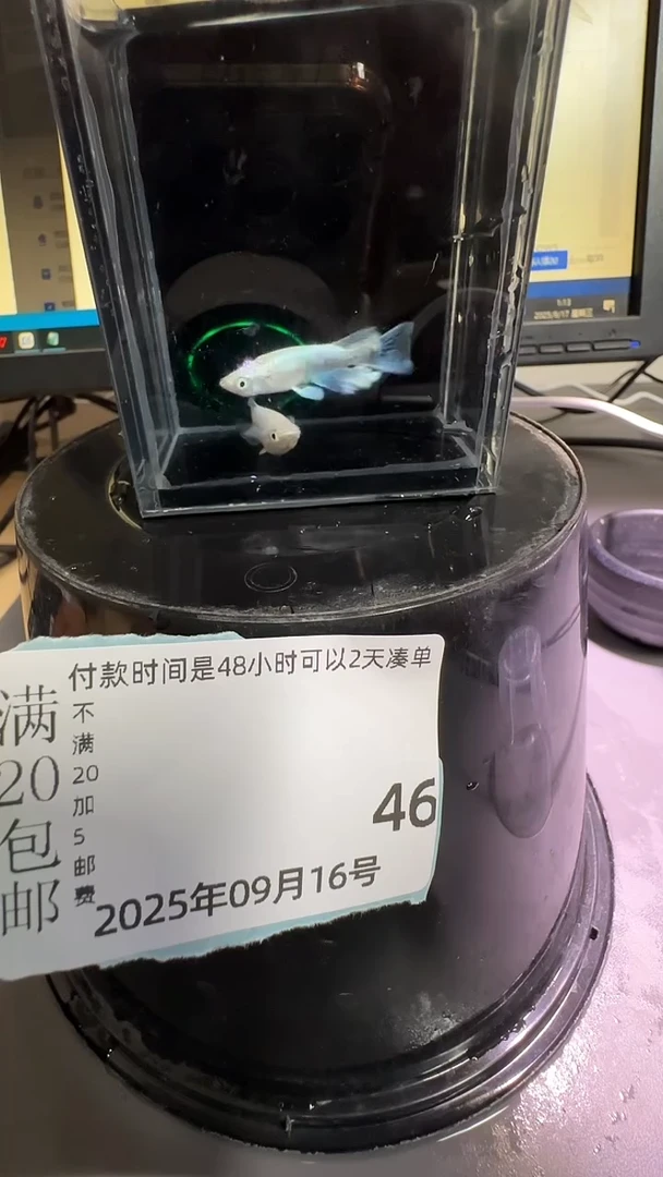 青鳉鱼观背青鳉观背青鳉46