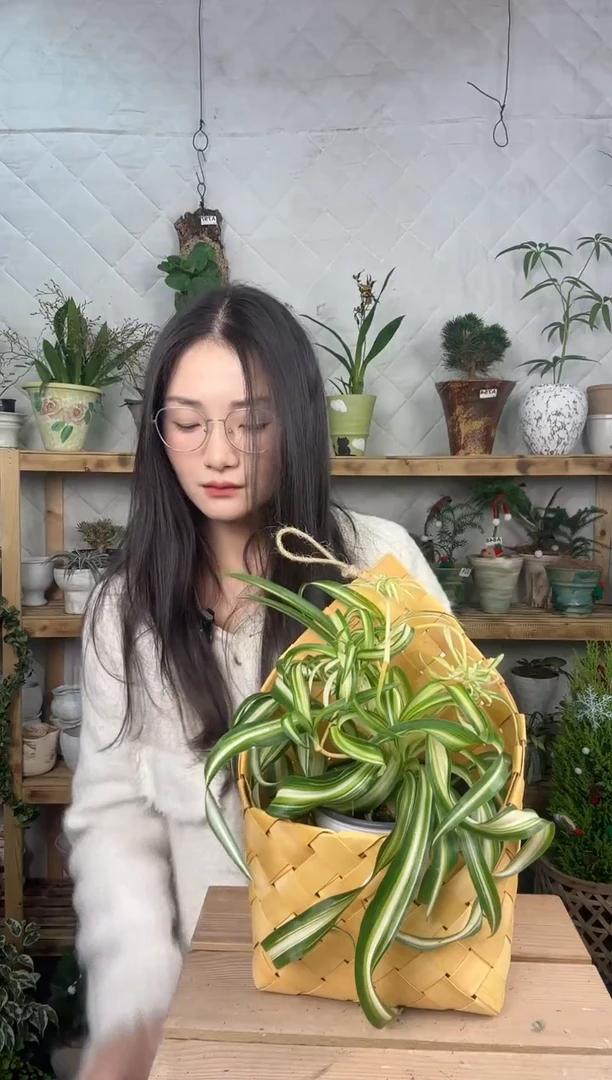 无花朵卷发吊兰加篮子025