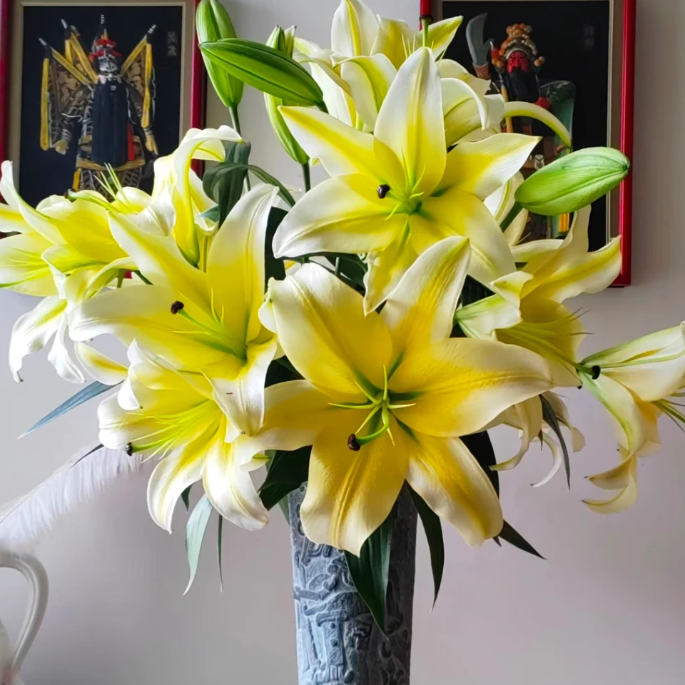 【两单顺丰一单普快】黄天霸香水百合家庭客厅办公室水养插花直发