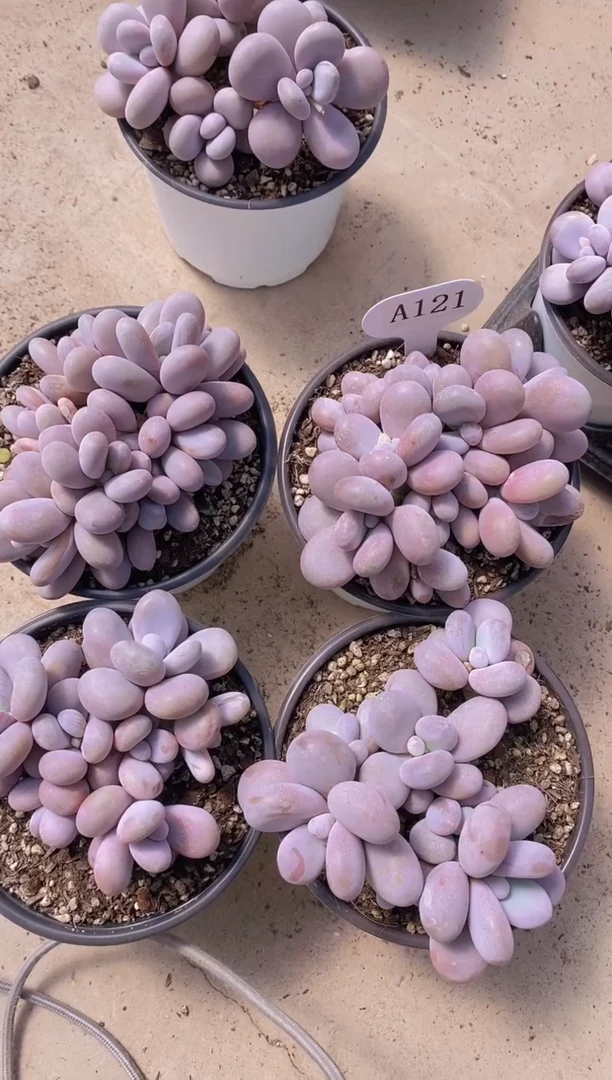 【闪购商品】A121-韩版原始奶群生脱土发（量拍）