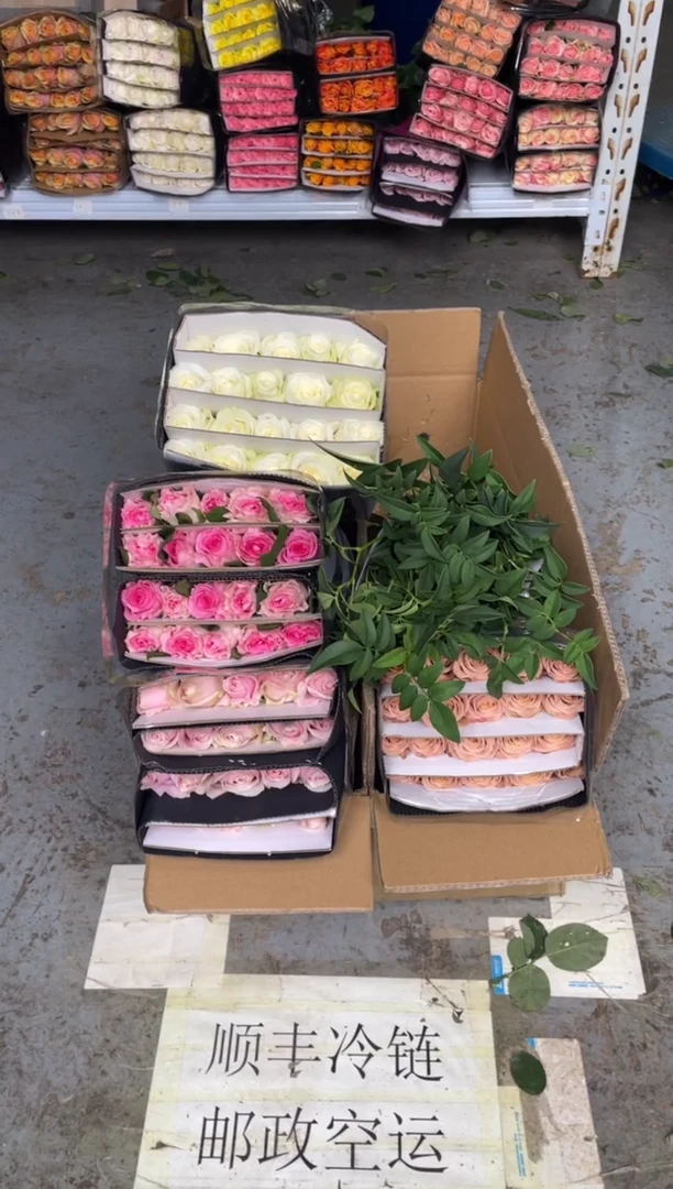 粉红20枝+洛神20枝+骄傲20枝+卡布20枝+九星叶