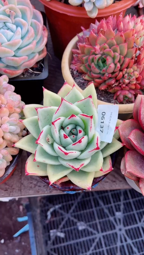 【闪购商品】06137