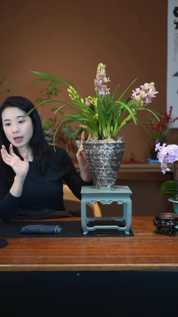 全部花朵小粉盆景盆景