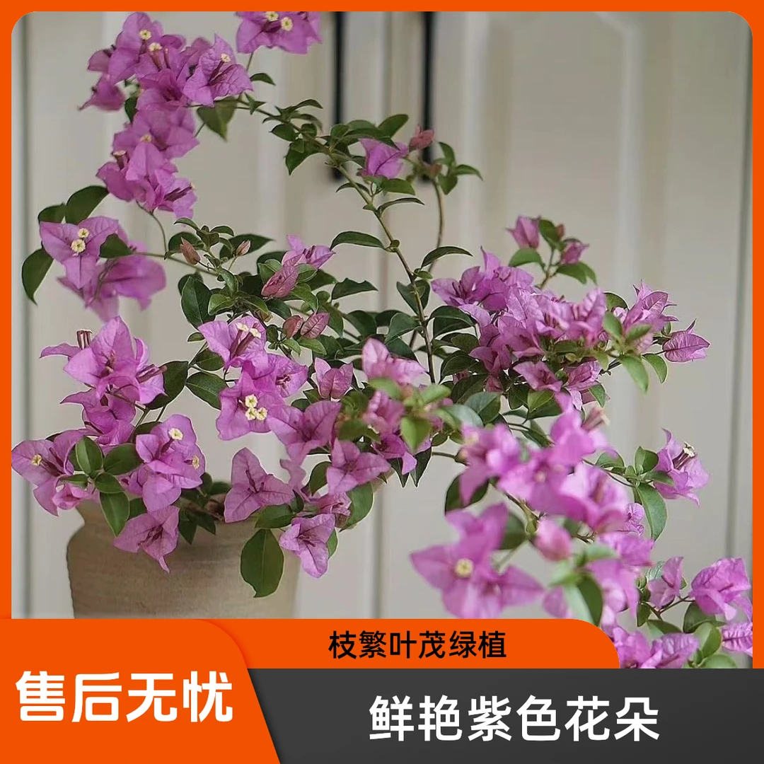 （巴西紫带盆）精品盆苗三角梅一个月内换盆无售后