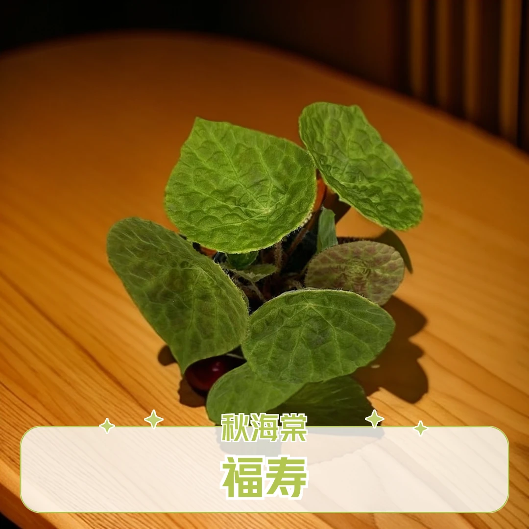 福寿 秋海棠热植 网红款不包叶损