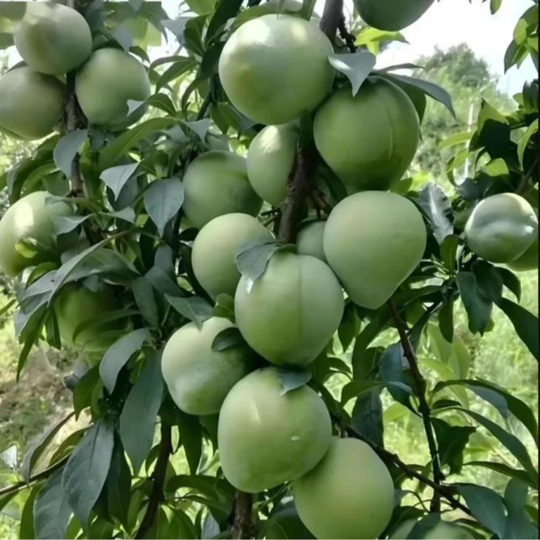 全州农家自种新鲜奈李