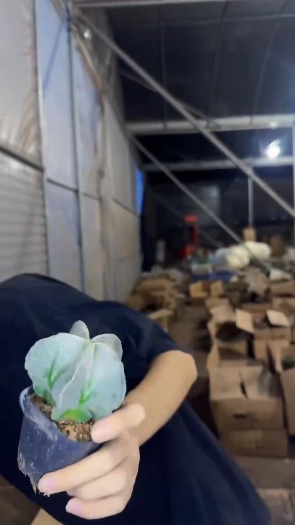 2颗 实生根 鸾凤玉 6-8cm