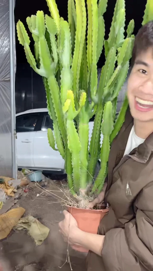 【闪购商品】巨无霸 三角大戟