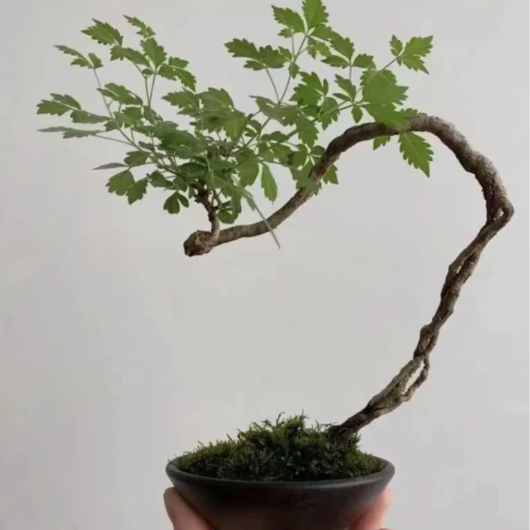 小叶黄荆绿植盆景（直播间一物一拍）