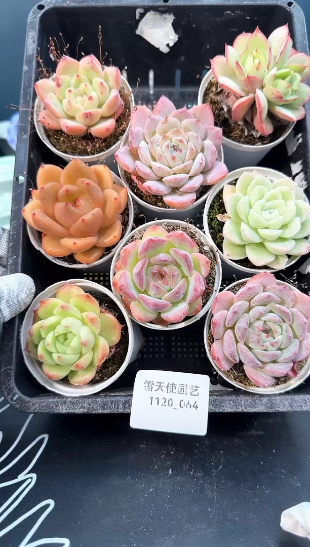 1120- 064  多肉8颗