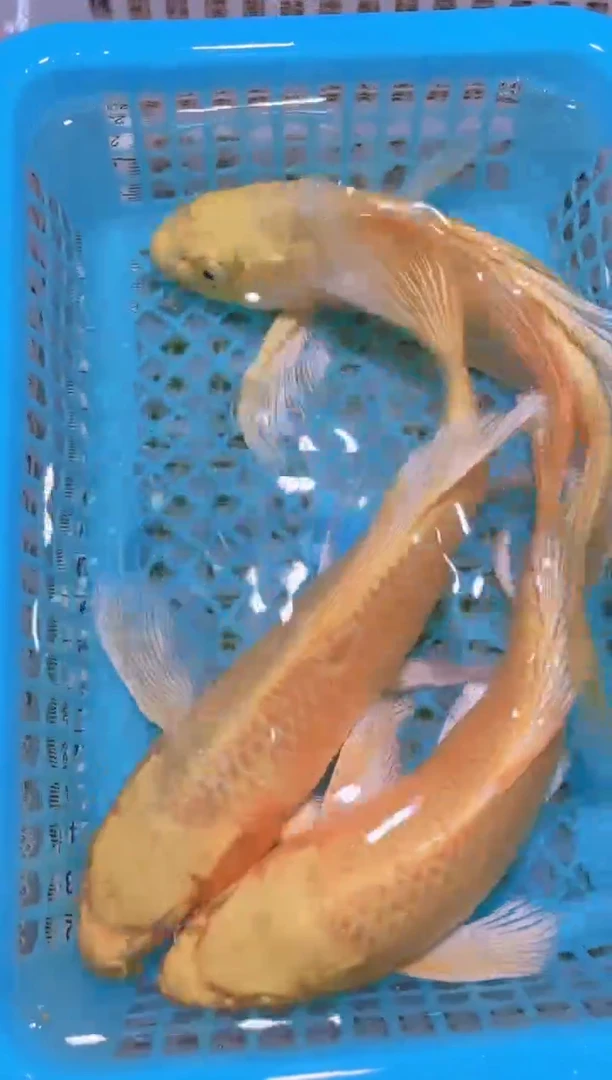 锦鲤冷水观赏鱼全场包邮19
