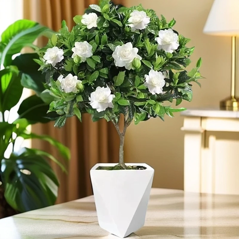 栀子花树苗盆栽大叶室内丛生老桩浓香花卉阳台四季好养易活