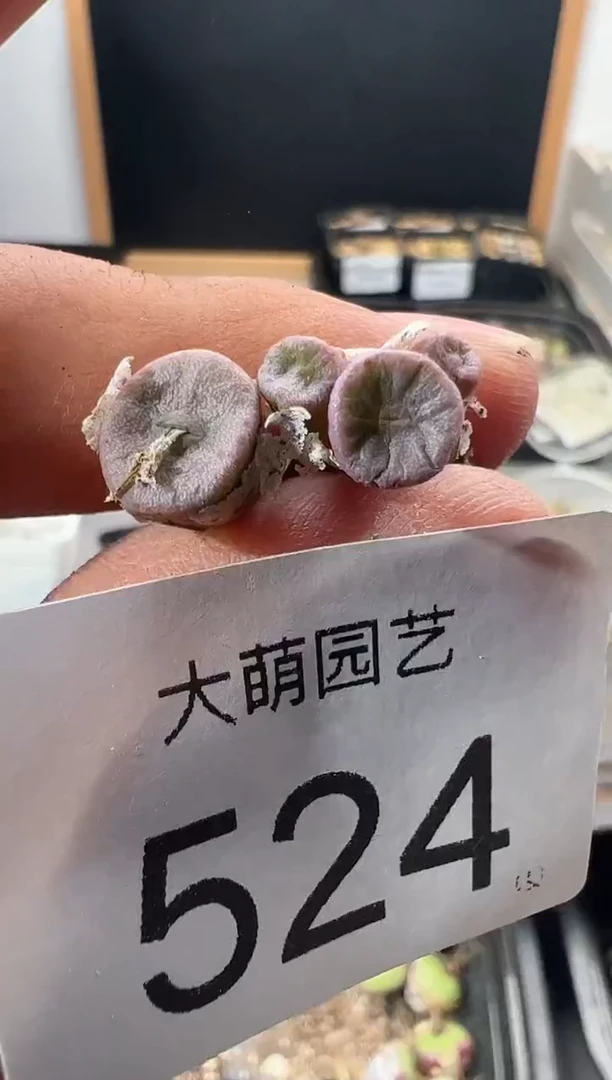 一物一拍                524